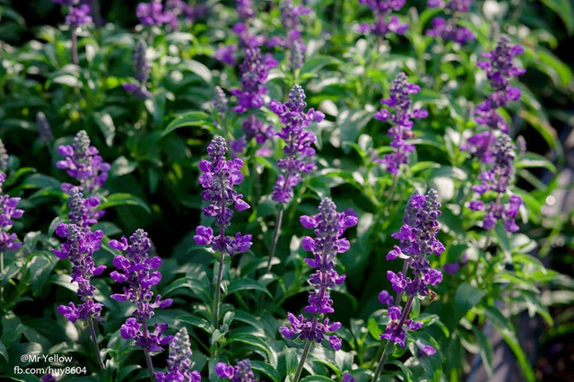 毛猴鞘蕊花提取物