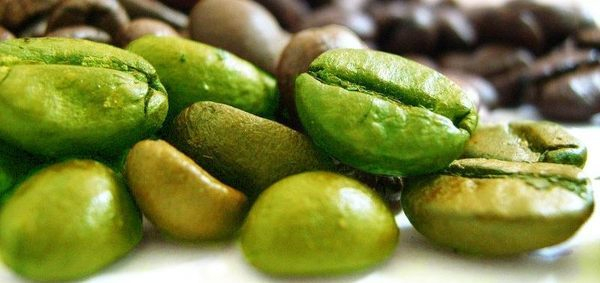 绿咖啡豆提取物