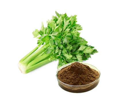 芹菜籽提取物