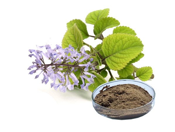 香茶菜提取物
