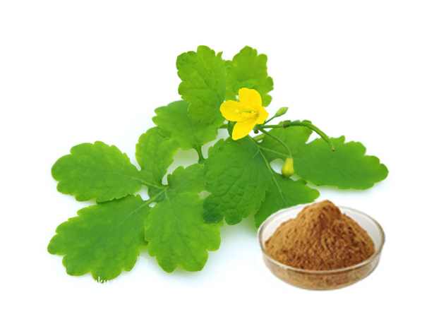 白屈菜提取物
