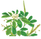 葫芦巴提取物
