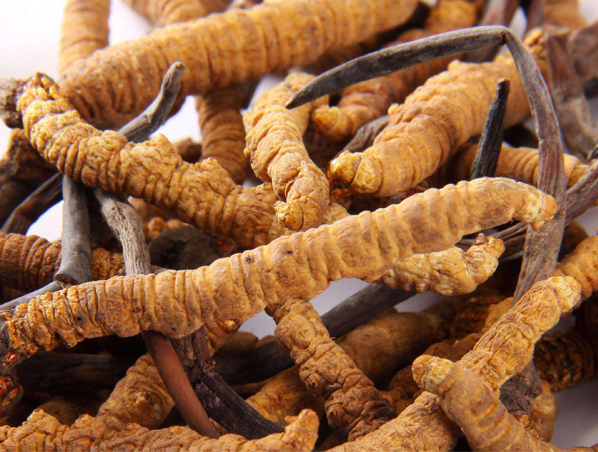 冬虫夏草提取物