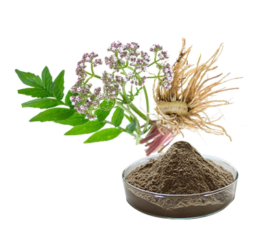 缬草提取物