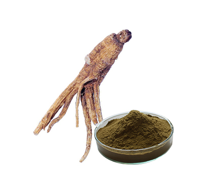 当归提取物