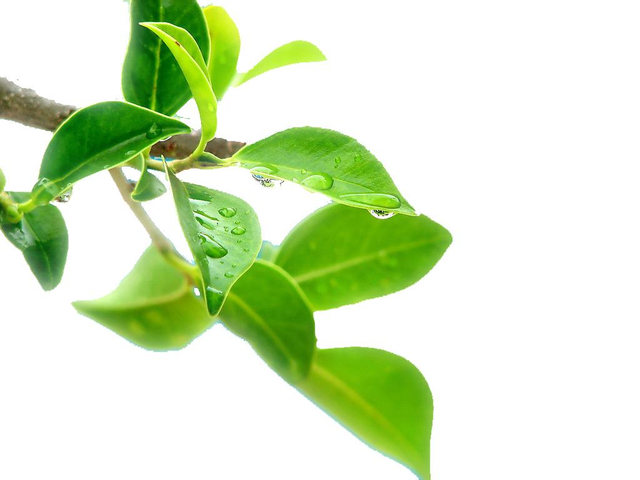 速溶绿茶粉