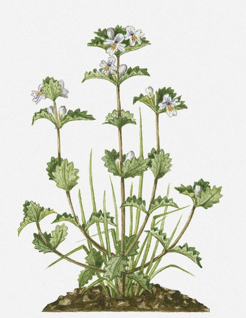 小米草提取物