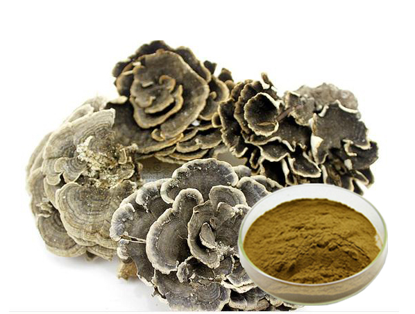 云芝提取物